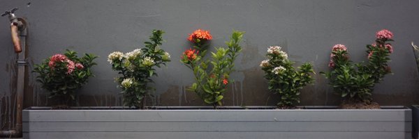 rahamnita Profile Banner