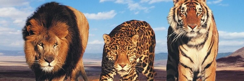 Howard Morrison banner