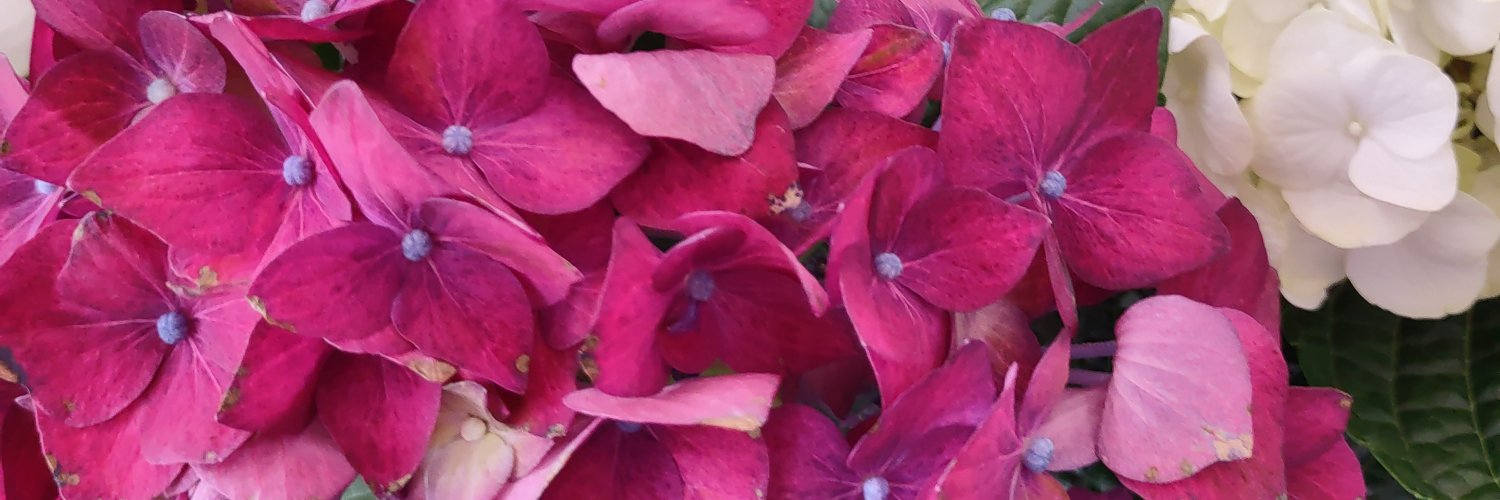 kittylynne08's profile banner image