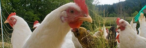 Chicken_project's profile banner image