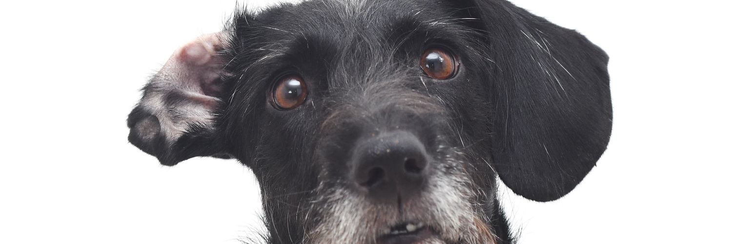 sergusdog's profile banner image