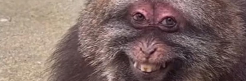 poorkchops's profile banner image