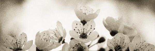 V. T. banner