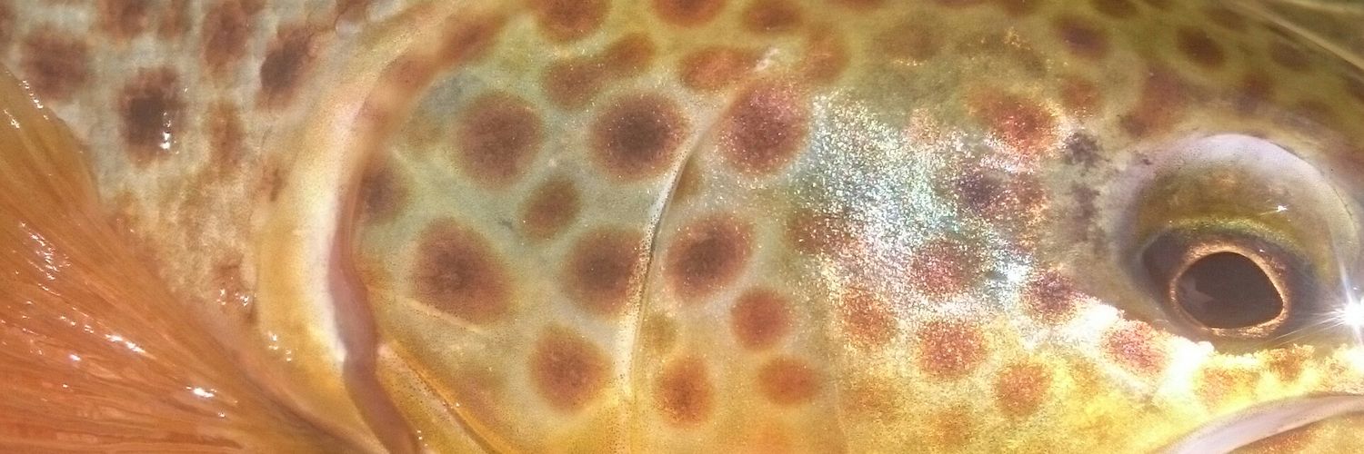 Jonathan Grey banner