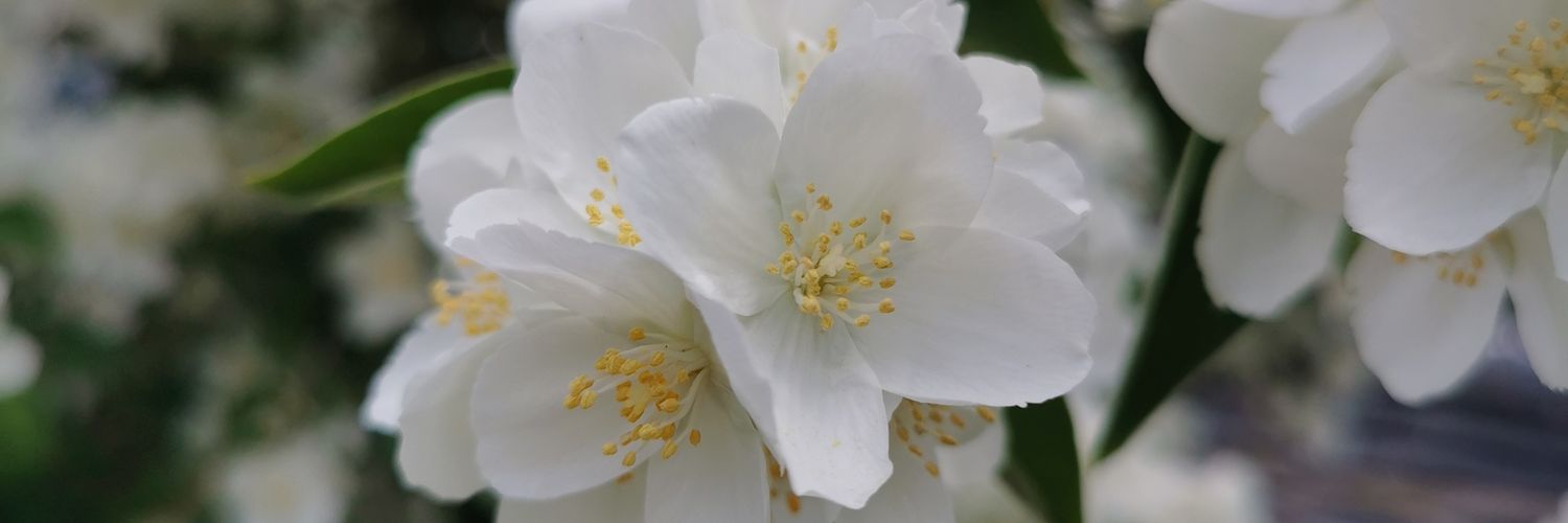 CecileGodefroy's profile banner image
