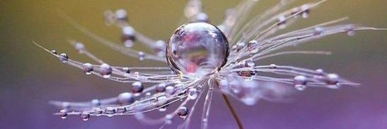 ☘🦋🌸⚘💛 Eva 💛⚘🌸🦋☘ banner