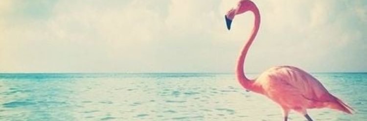 MeliNegri's profile banner image
