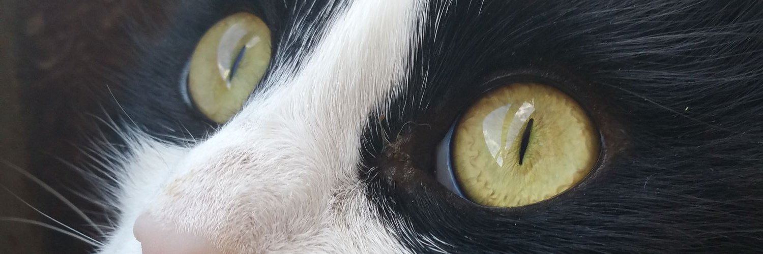 ToryStory20's profile banner image