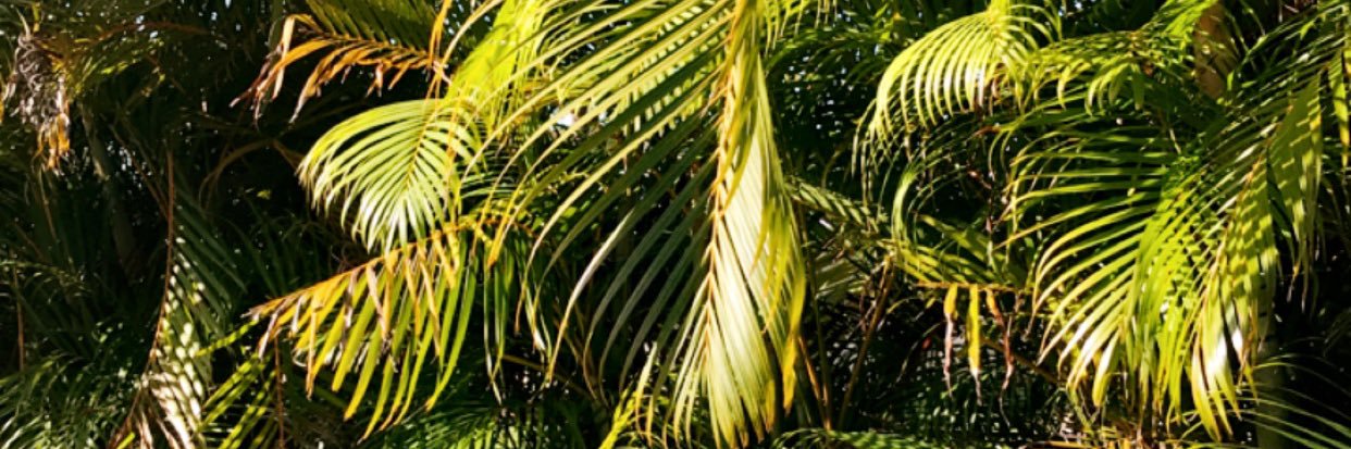 NicoleTofil's profile banner image