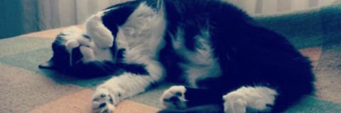 oppsnatty's profile banner image
