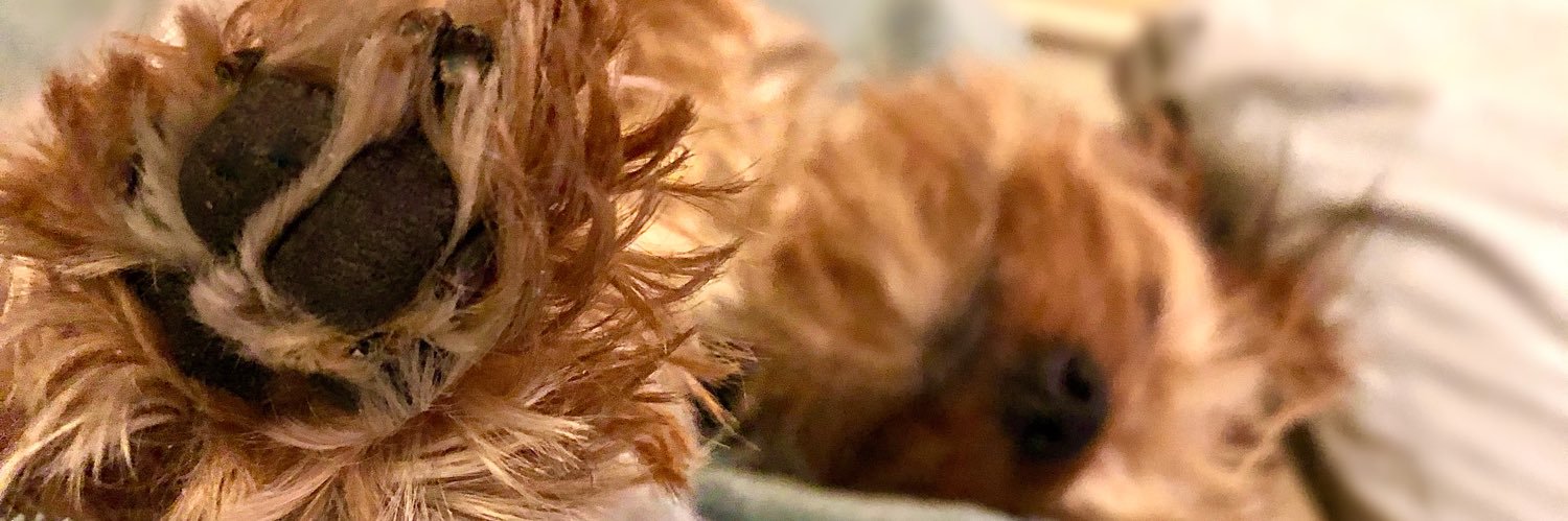 catiedugger's profile banner image