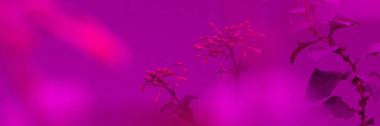 WurldWideReb's profile banner image
