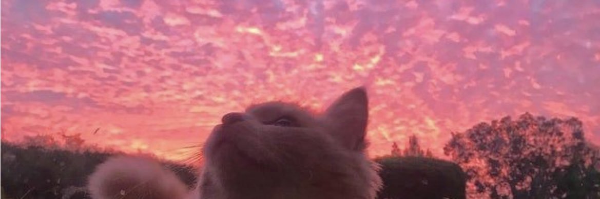 MeganRabbitte's profile banner image