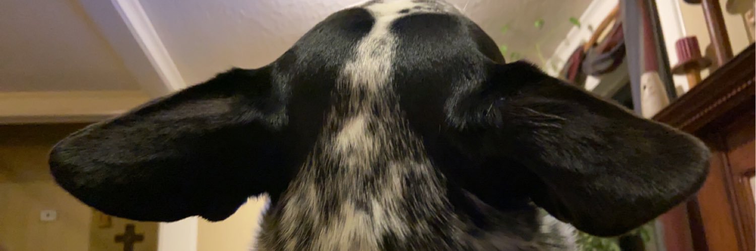 SarahStakes's profile banner image