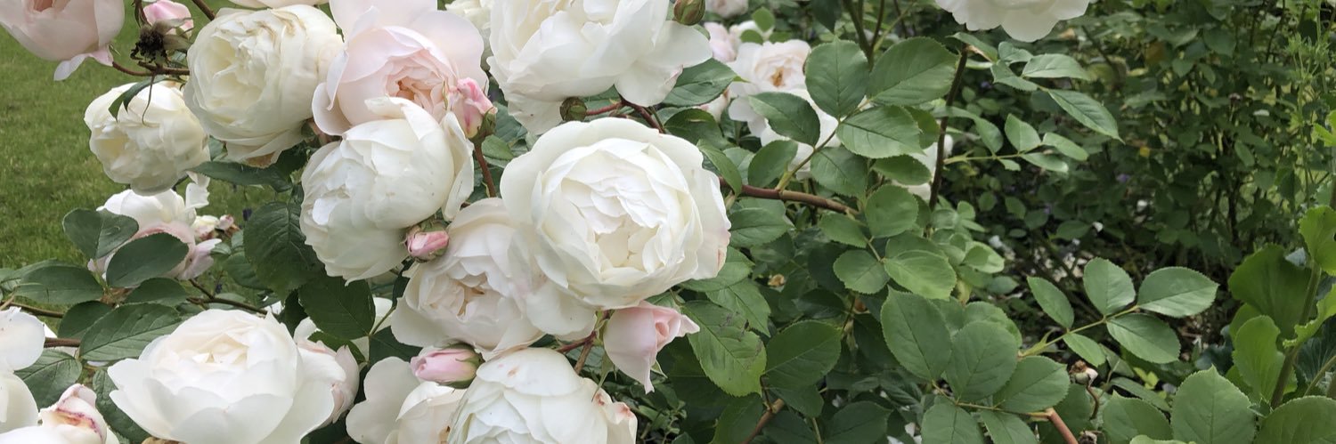 DeborahWoods's profile banner image