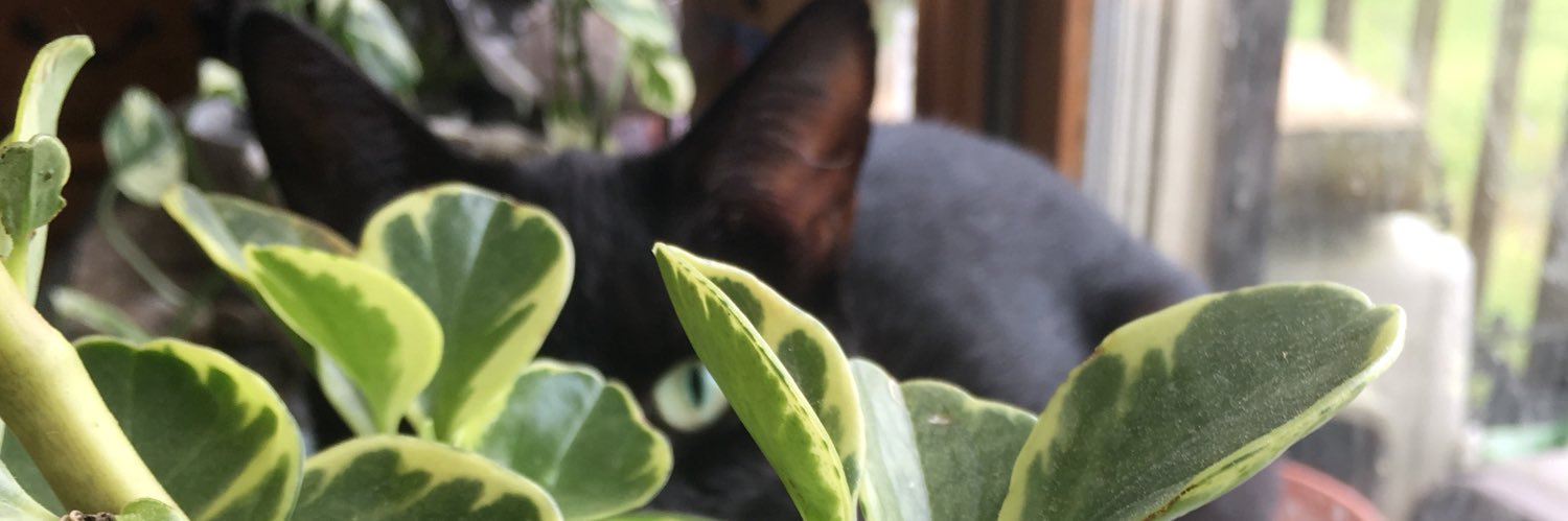 NatashaMWood's profile banner image