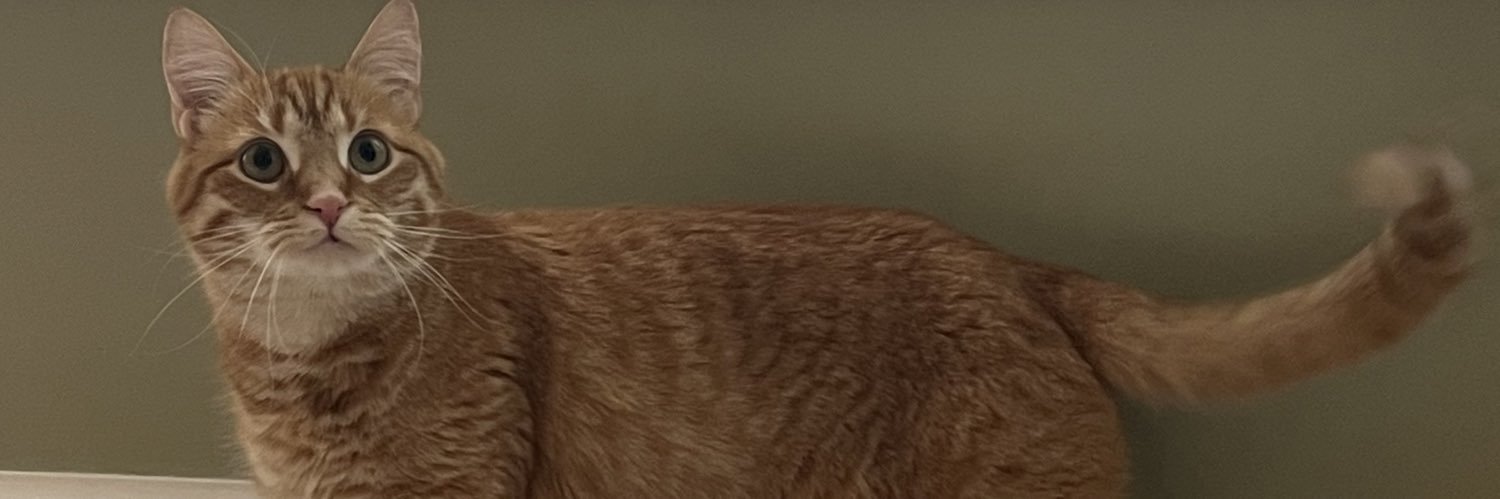 froaki3doki's profile banner image