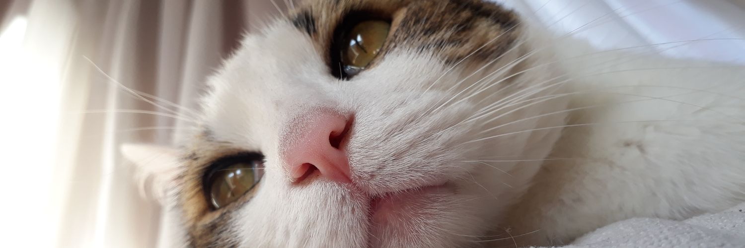 MaiPajon's profile banner image