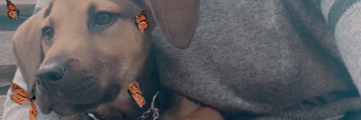 lececole's profile banner image