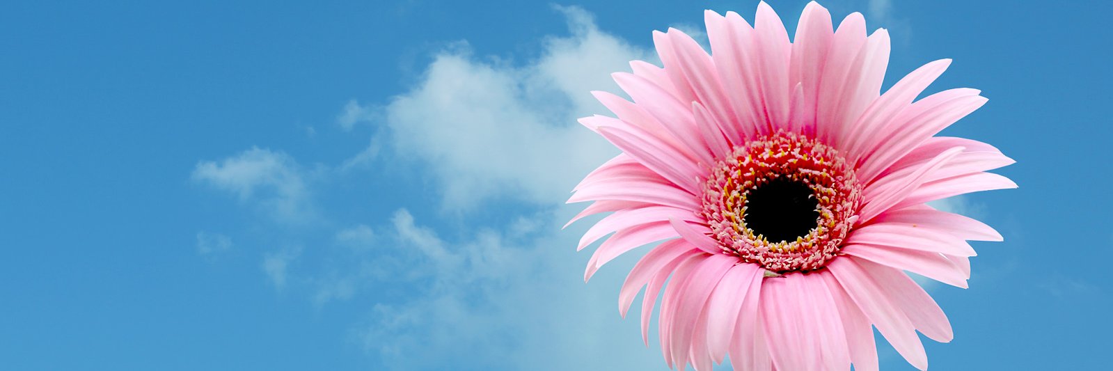 DanniGuzzman's profile banner image