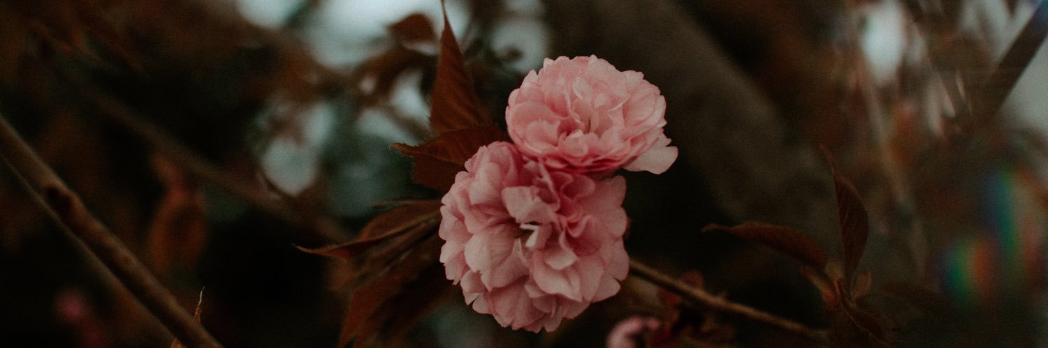 __anamacedo's profile banner image