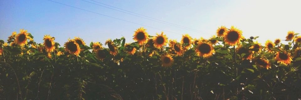 celioou's profile banner image