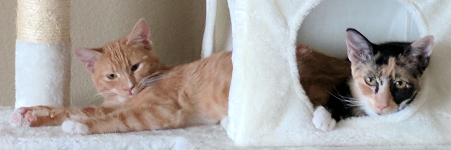 DogDaysInAZ's profile banner image