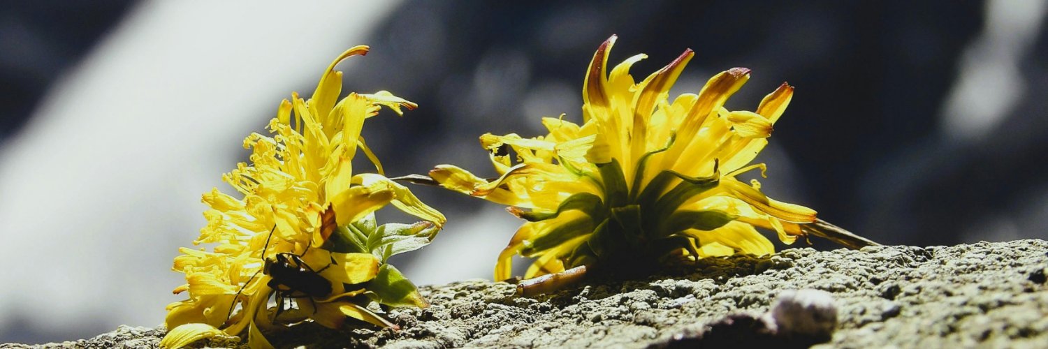 Chliner's profile banner image