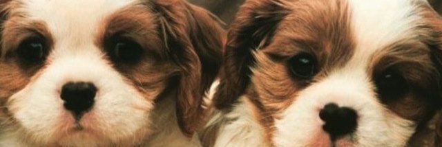 rpriciliap's profile banner image