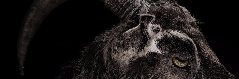 Dog Zombie banner