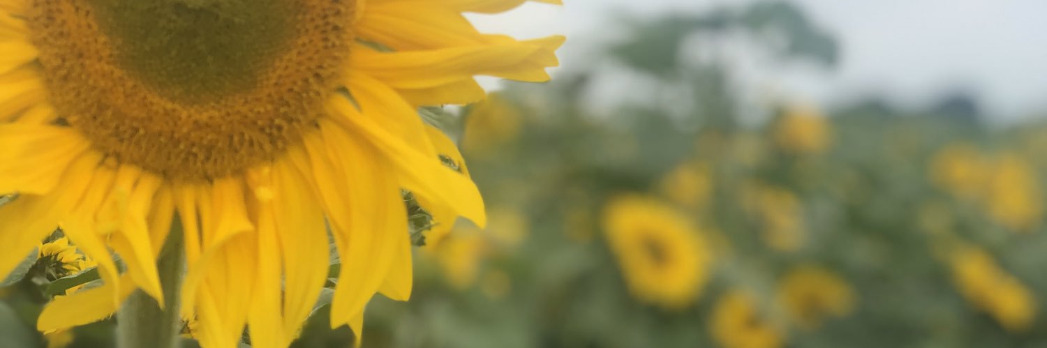 ddaly642's profile banner image