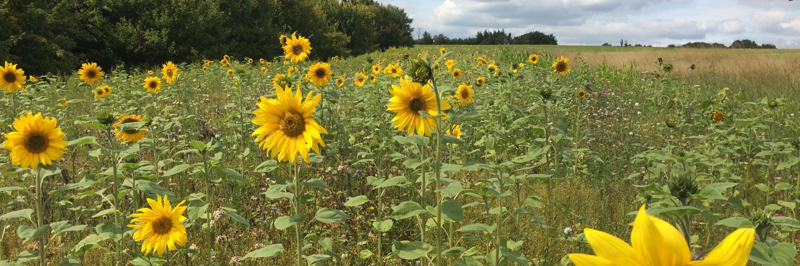 SunflowerAccs's profile banner image