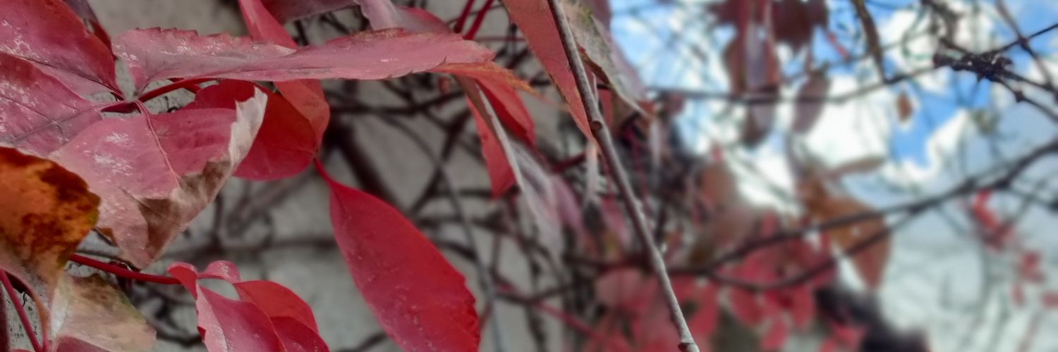 avnerner's profile banner image