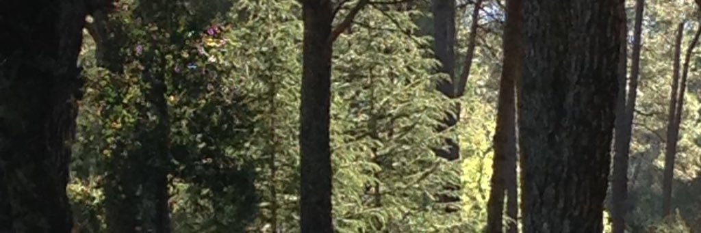 regipenaco's profile banner image