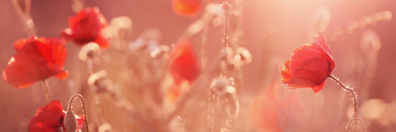 VMusiu's profile banner image