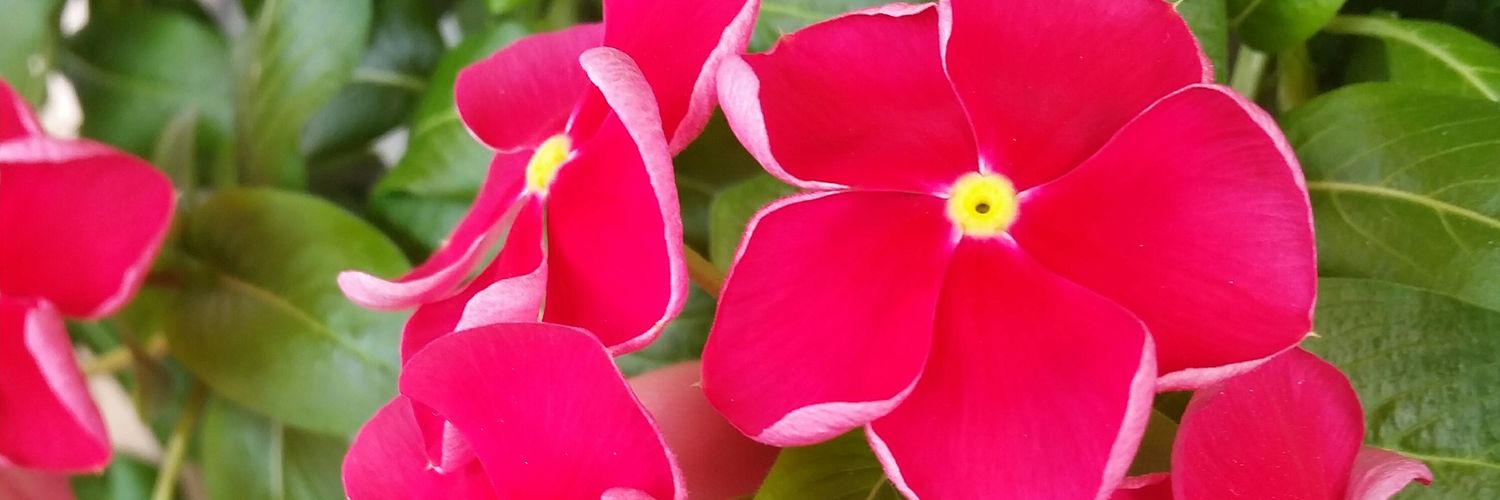 AYSELROSA's profile banner image