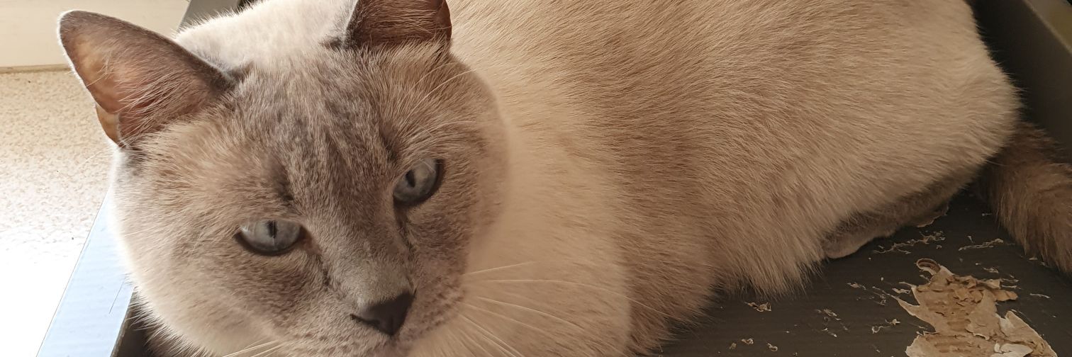 animseries's profile banner image