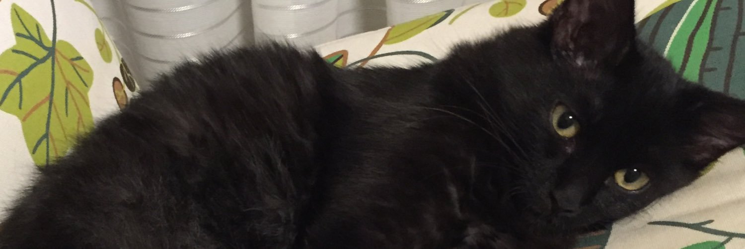chocochirocat's profile banner image