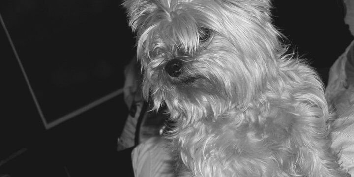 JessicaLucena10's profile banner image
