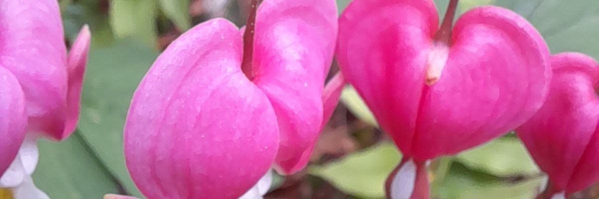 amandroe's profile banner image