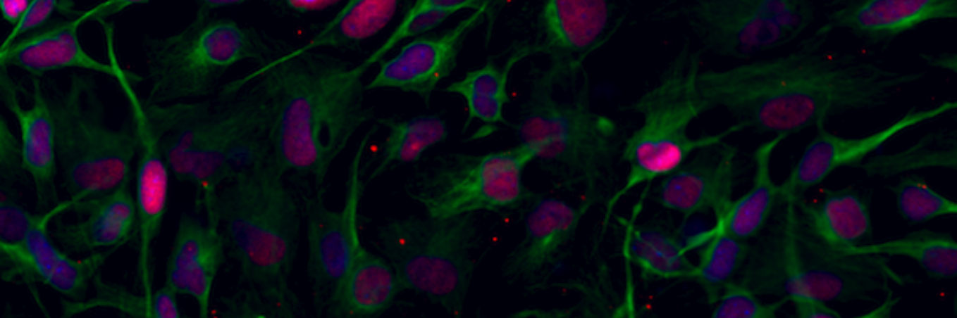 Dr. Stephen Brown banner