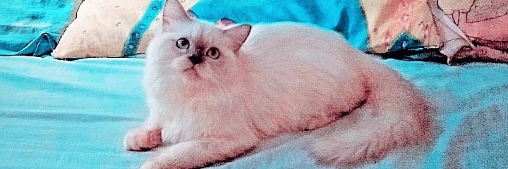 DianTalia's profile banner image