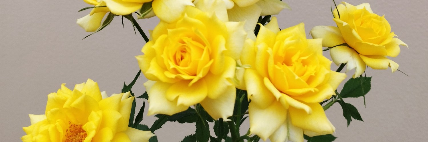 SisaMarcela's profile banner image