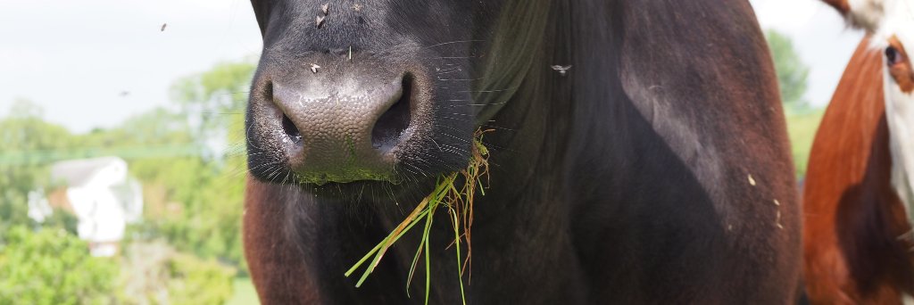 LowerDairyFarm's profile banner image