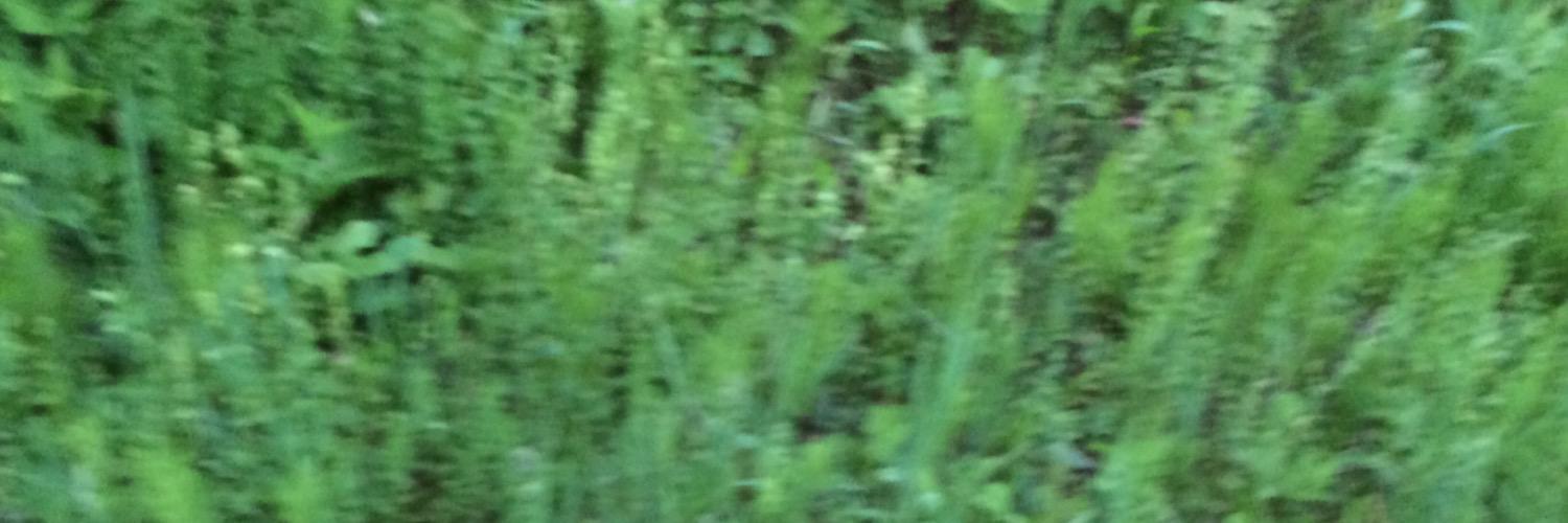 paulavaquerov's profile banner image