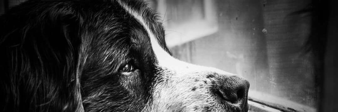 ljcongot's profile banner image