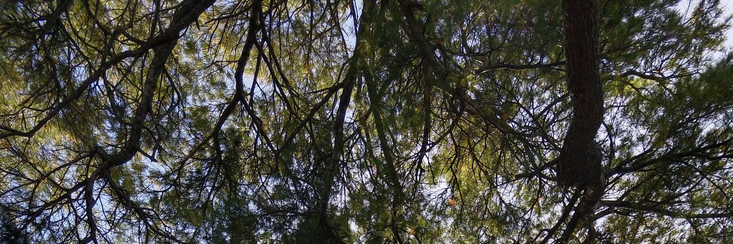 Alagappan Muthu banner