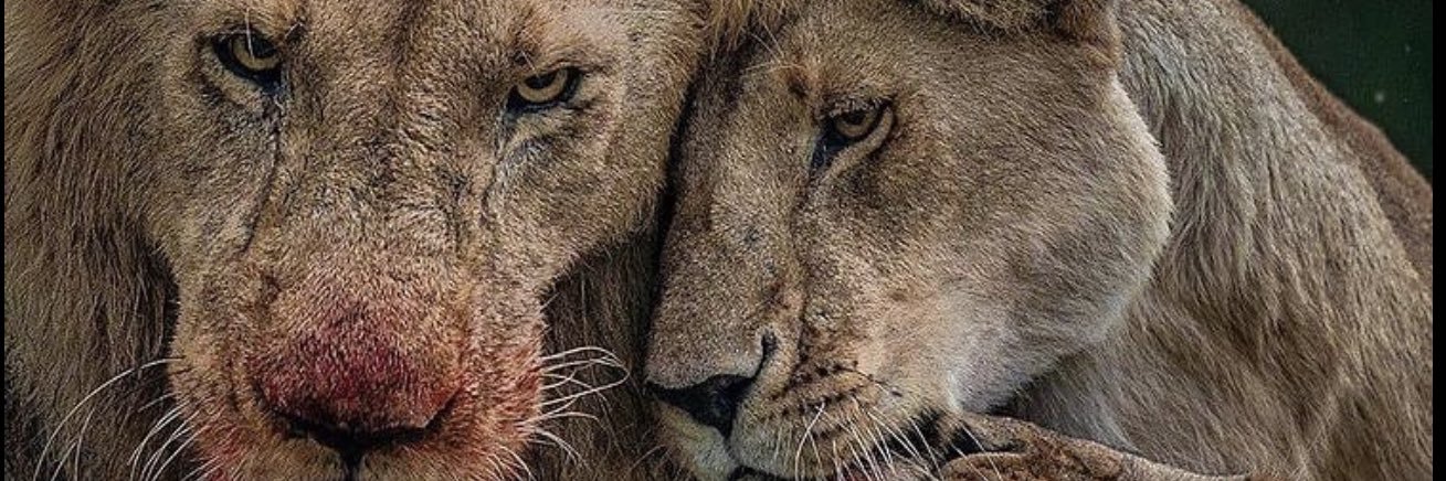 _IceGlo's profile banner image