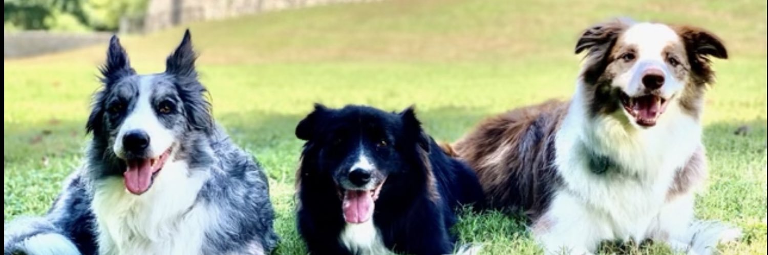 🇧🇷Augusto César F De Moraes, PhD, MSc, BS. banner