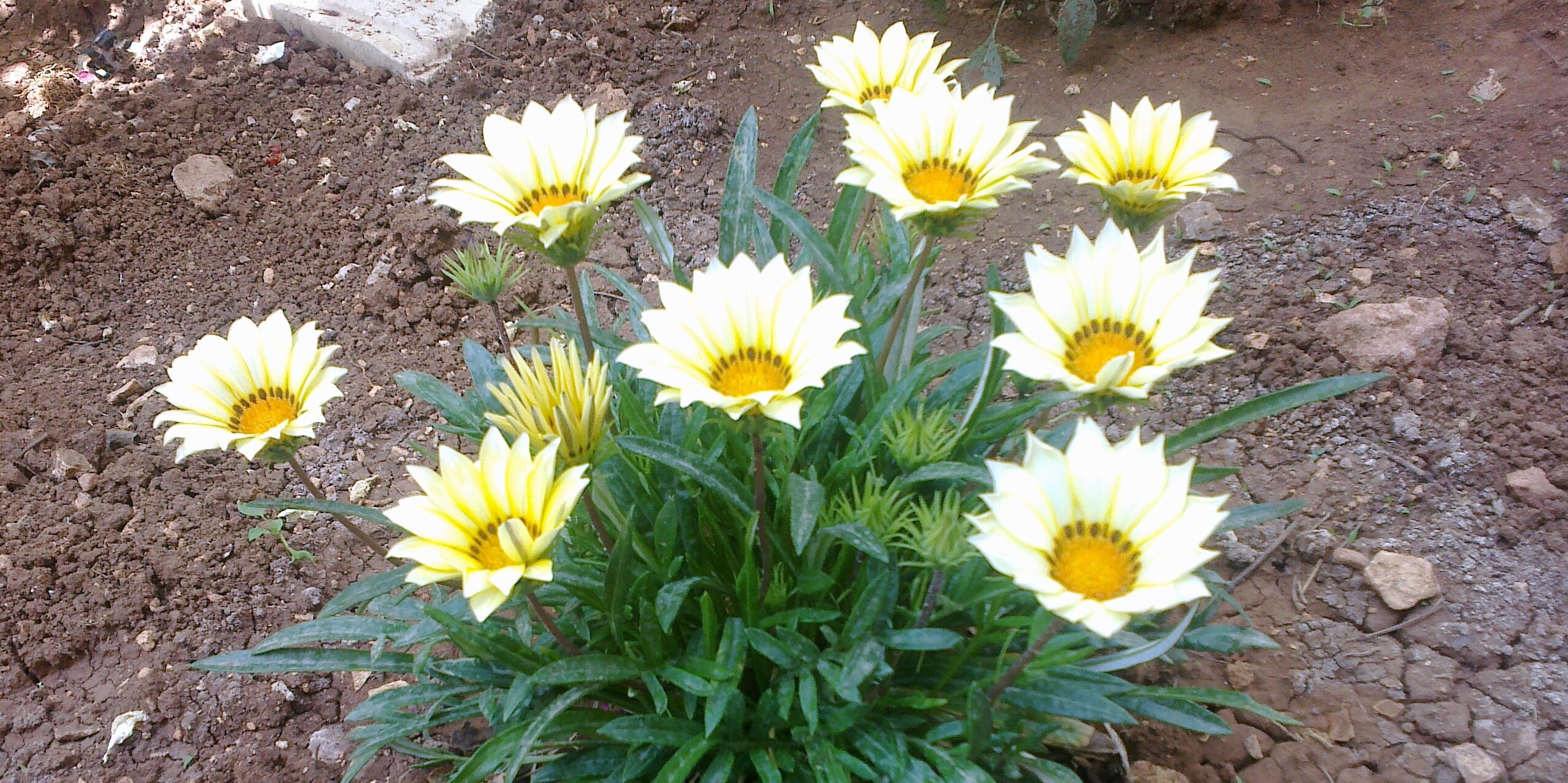 _5286704348602's profile banner image